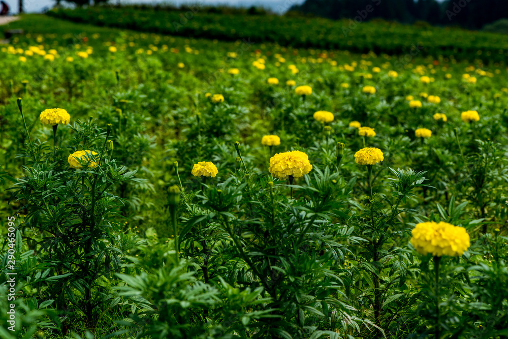 Obraz premium 久住高原の西洋菊