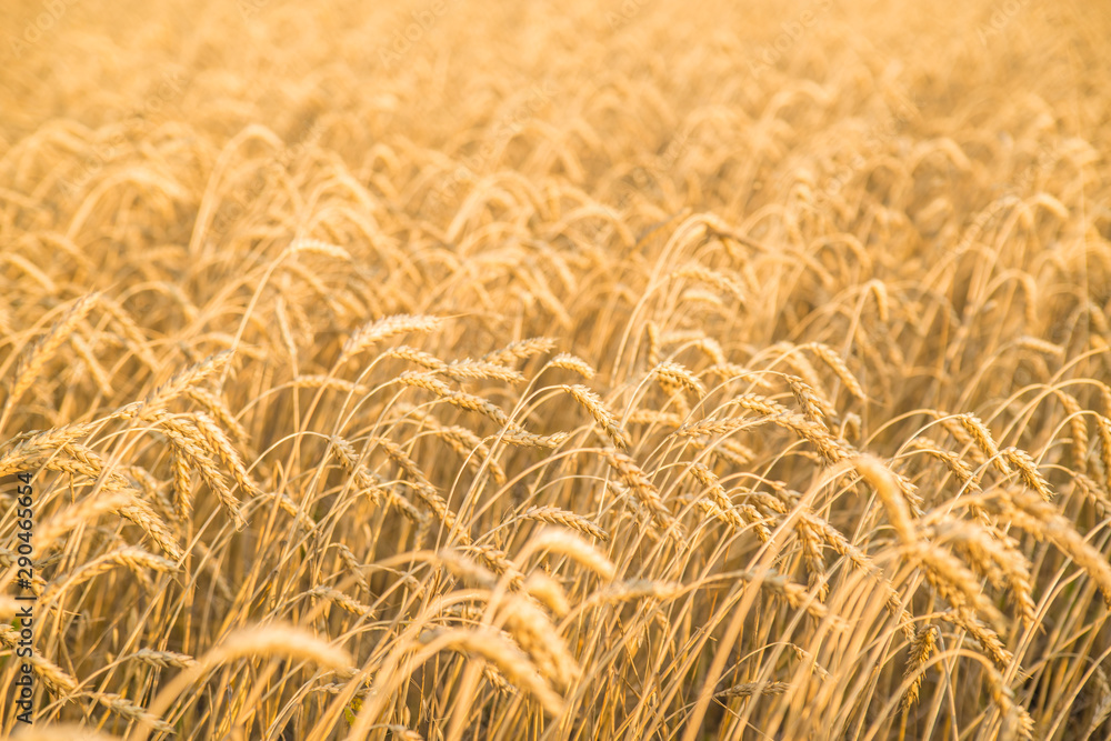 wheat harvest, wheat field. agriculture. in the countryside. wheat harvest, wheat field. agriculture. in the countryside.