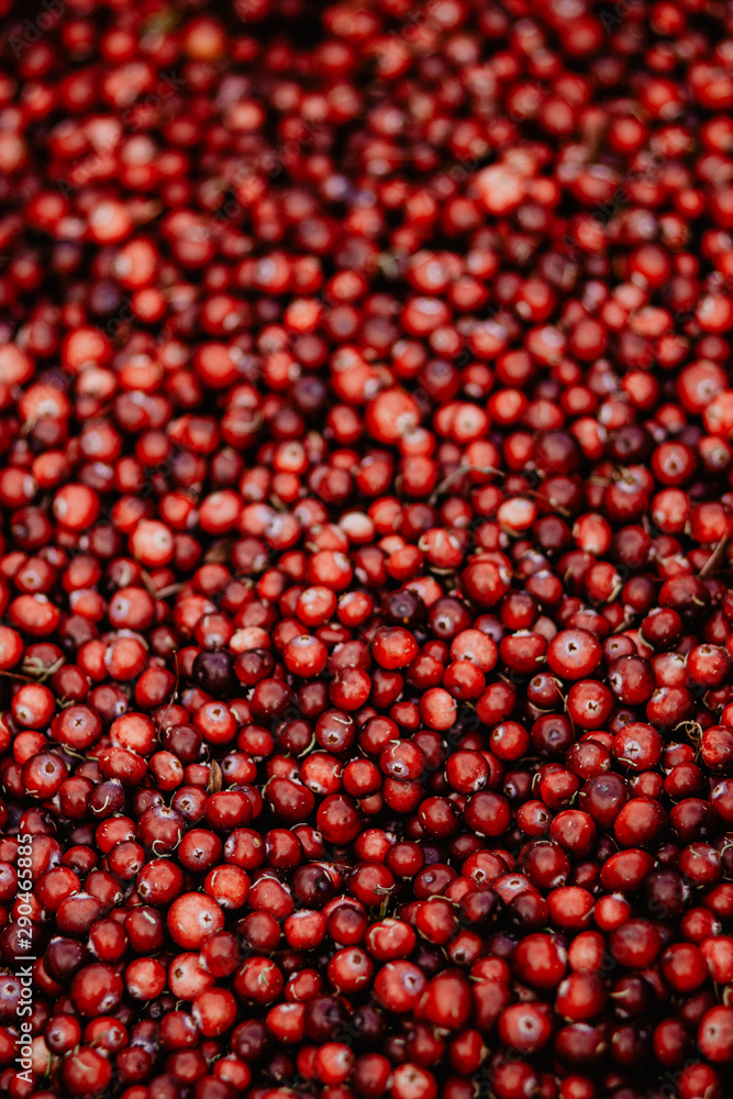 cranberries on a black background cranberries on a black background