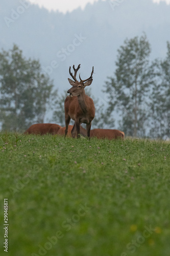 deer in a field