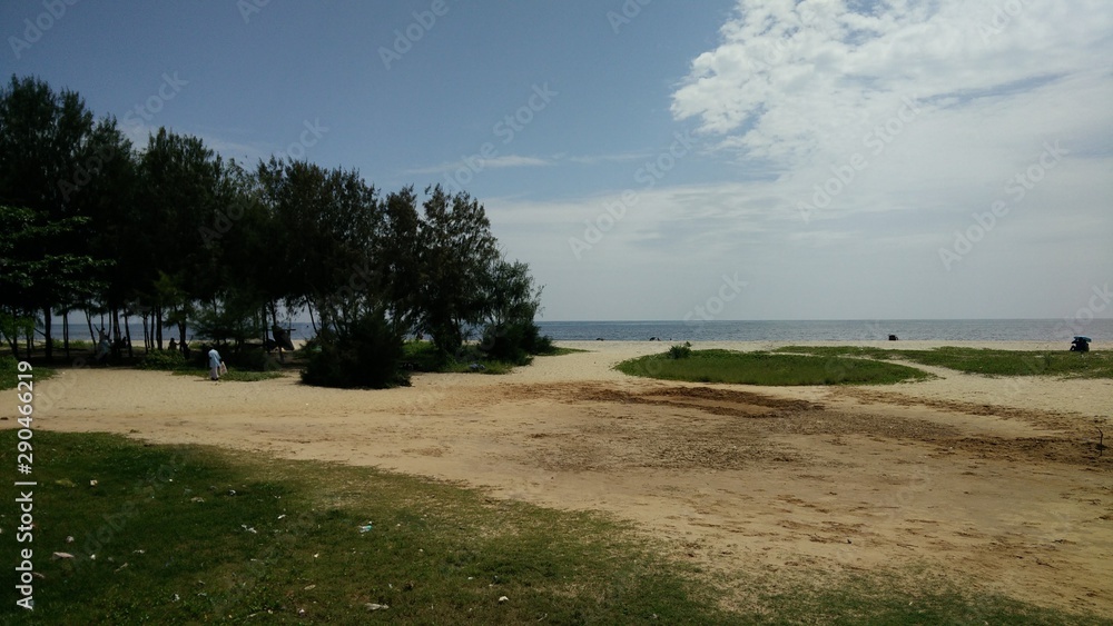 Trees on the beach