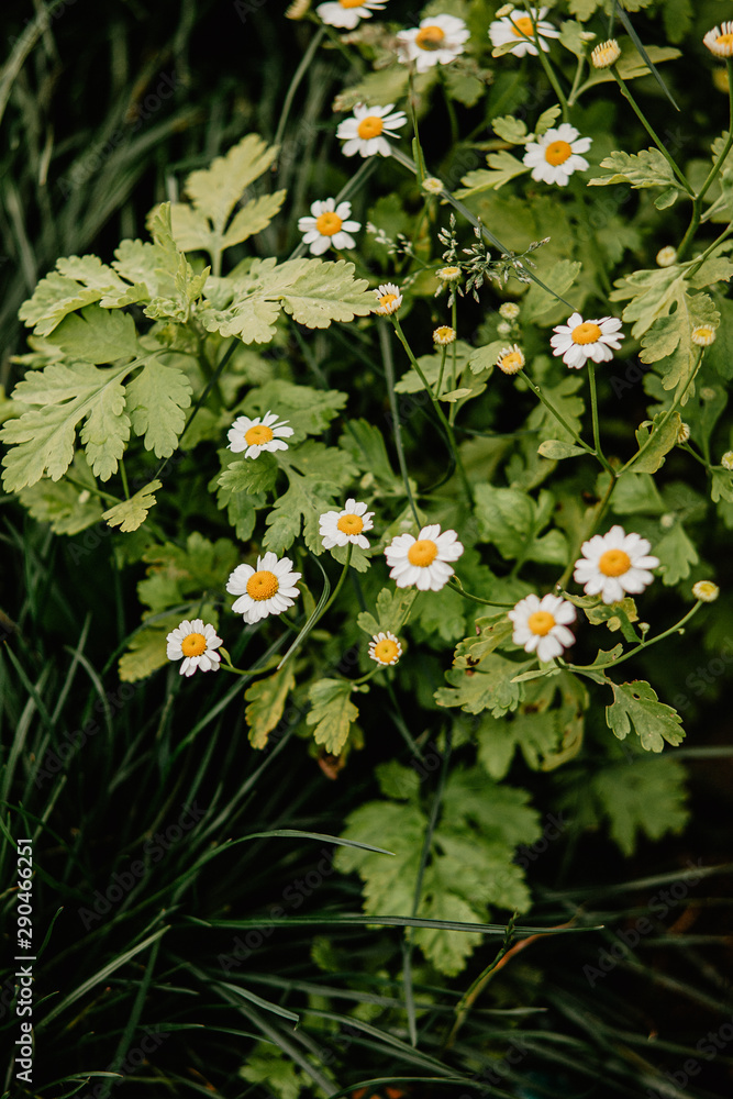 chamomile chamomile