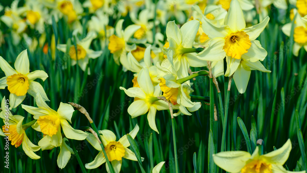Daffodil Garden Daffodil Garden