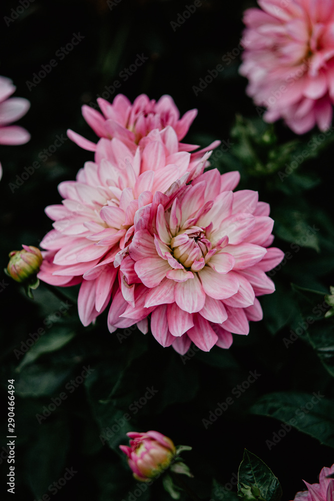 Fototapeta premium pink chrysanthemum flower