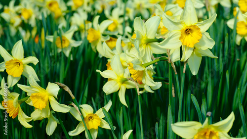 Daffodil Garden