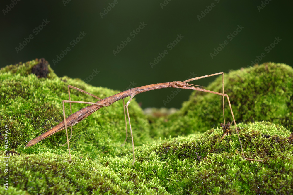 Stick insect or Phasmids (Phasmatodea or Phasmatoptera) also known as ...