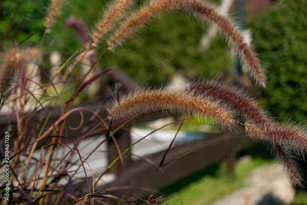 Beautiful spikes of some decorative plant in a garden Beautiful spikes of some decorative plant in a garden