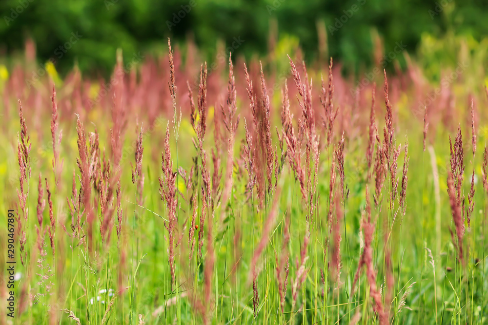 Red fescue with spikelets on the blurred background plants Red fescue with spikelets on the blurred background plants