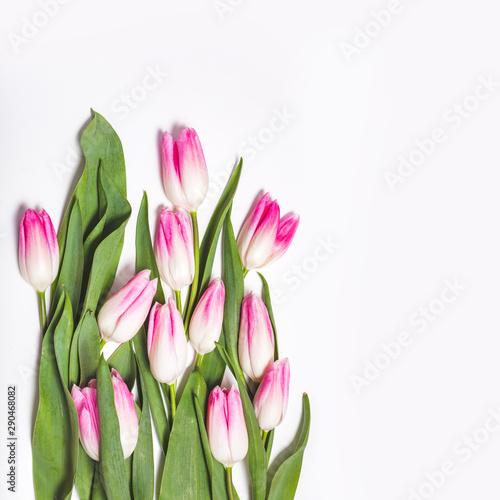 Fototapeta Naklejka Na Ścianę i Meble -  White background with pink tulips