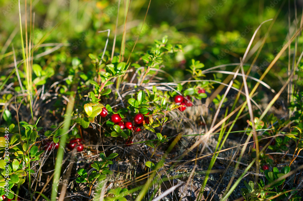 Illuminated by sunlight in a clearing in the Northern forest of Yakutia among the grass grow wild cranberries. Illuminated by sunlight in a clearing in the Northern forest of Yakutia among the grass grow wild cranberries.