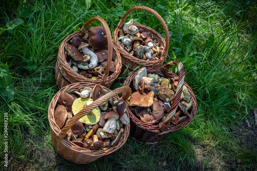 Wicker baskets with edible mushrooms