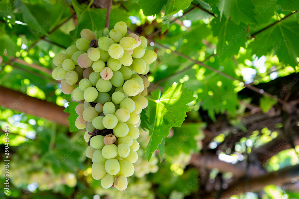 Green grapes in the plant