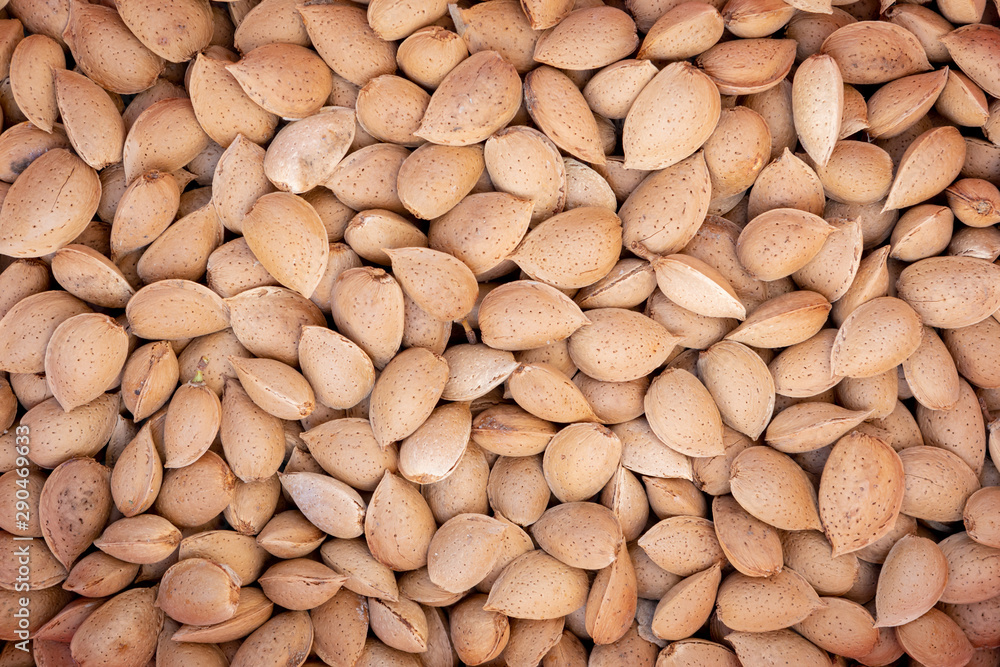 Many freshly picked almonds Many freshly picked almonds