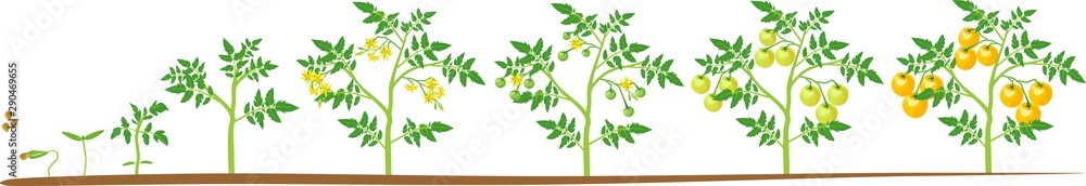 Life cycle of tomato plant. Growth stages from seed to flowering and fruiting plant with ripe yellow tomatoes isolated on white background