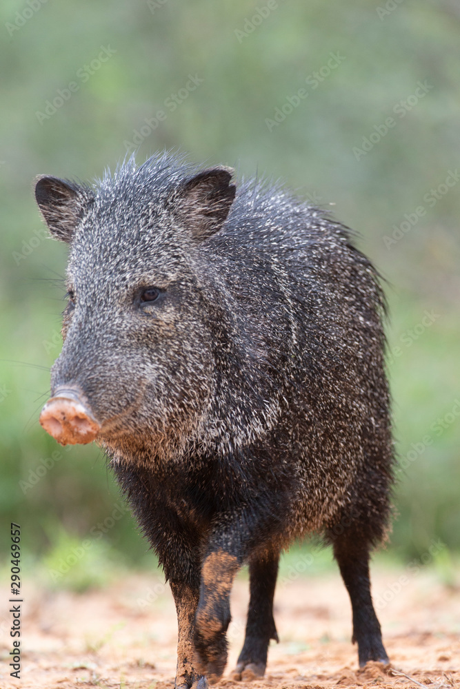 Wild Javelina (Peccary) in Southern Texas Wild Javelina (Peccary) in Southern Texas