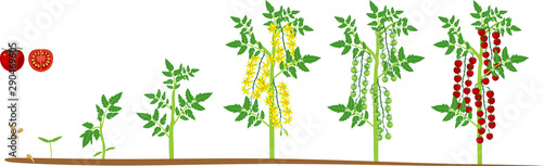 Life cycle of Cherry tomato plant. Growth stages from seed to flowering and fruiting plant with ripe red tomatoes isolated on white background