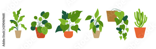 Decorative green houseplants in pots and planters