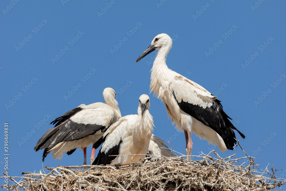 Naklejka premium Elegant stork in the nest