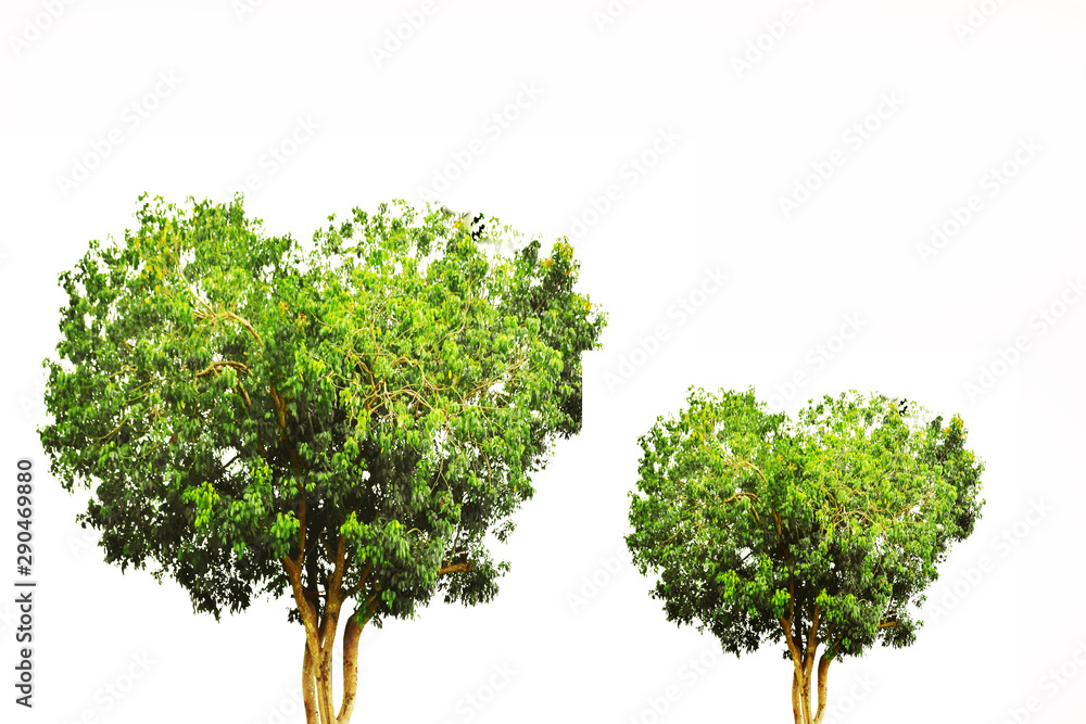 Green tree isolated on white background Green tree isolated on white background