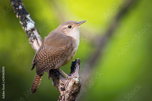 Troglodytes aedon, House wren The bird is perched on the branch in nice wildlife natural environment of Trinidad and Tobago..