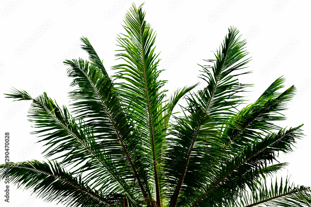 Coconut leaves isolated on white background Coconut leaves isolated on white background