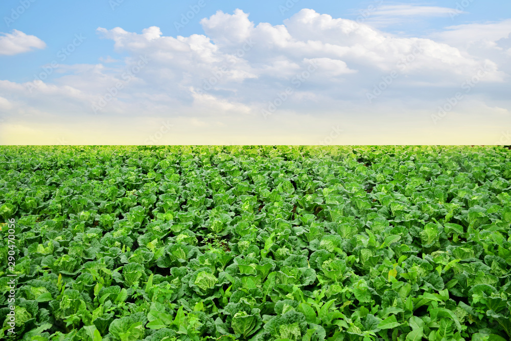 Landscape view of fresh cabbage field with blue sky