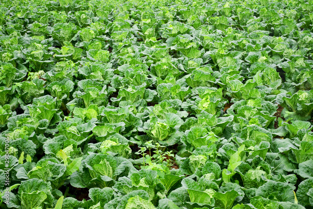 Landscape viewof fresh cabbage field for background Landscape viewof fresh cabbage field for background