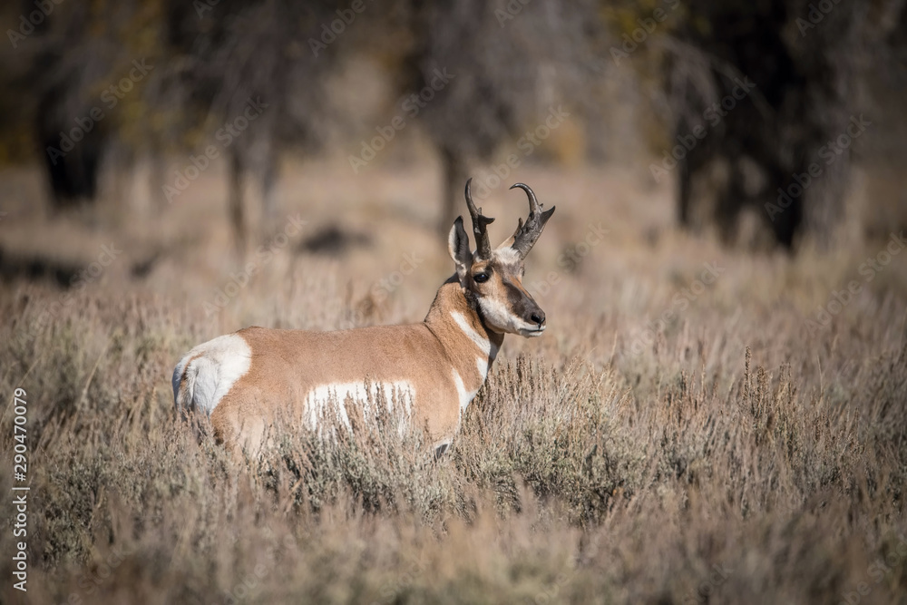 Obraz premium Antilocapra americana, Pronghorn is standing in dry grass, in typical autumn environment, majestic animal proudly wearing his antlers, ready to fight for an ovulating hind,Yellowstone,USA..
