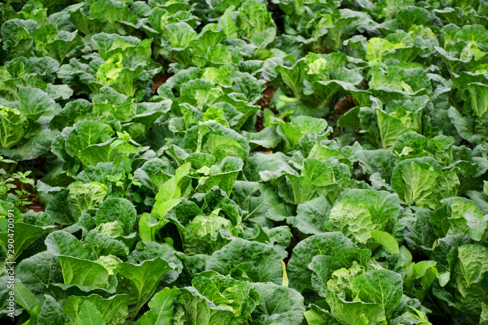 Landscape view of fresh cabbage field Landscape view of fresh cabbage field