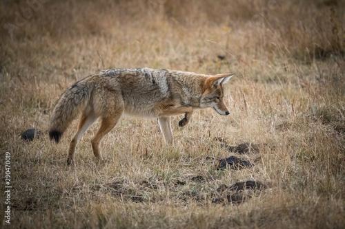 Canis latrans  Coyote is trying to catch the mouse  walking is the dry grass in the Yellowstone National Park  USA