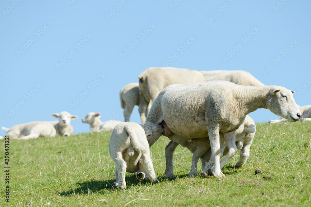 white Sheep suckling lamb on pasture white Sheep suckling lamb on pasture