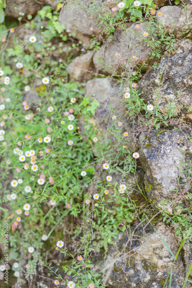 Fototapeta premium Fleurettes agrippées au rocher.