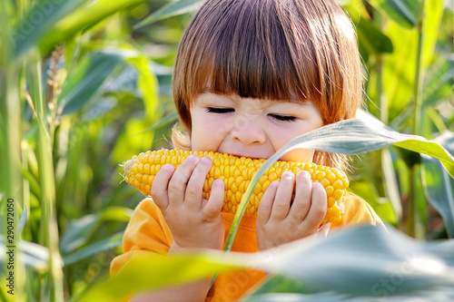 Close-up portrait of cute little child eating boiled yellow sweet corncob in green corn field outdoors. Autumn lifestyle. Homegrown organic food. Vegan children nutrition photo