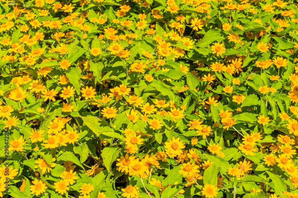 field of yellow flowers field of yellow flowers