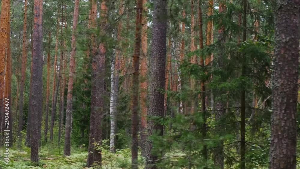 Green summer Forest. Pine Trees. Forest pattern. Camera movement inside the forest. Green summer Forest. Pine Trees. Forest pattern. Camera movement inside the forest.