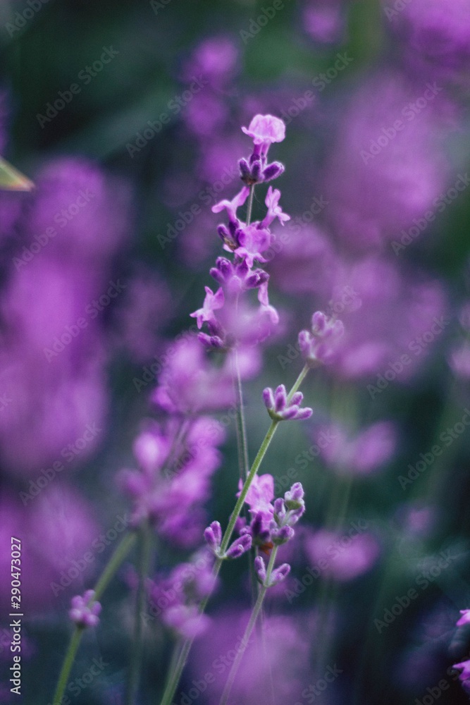 Obraz premium blooming lavender