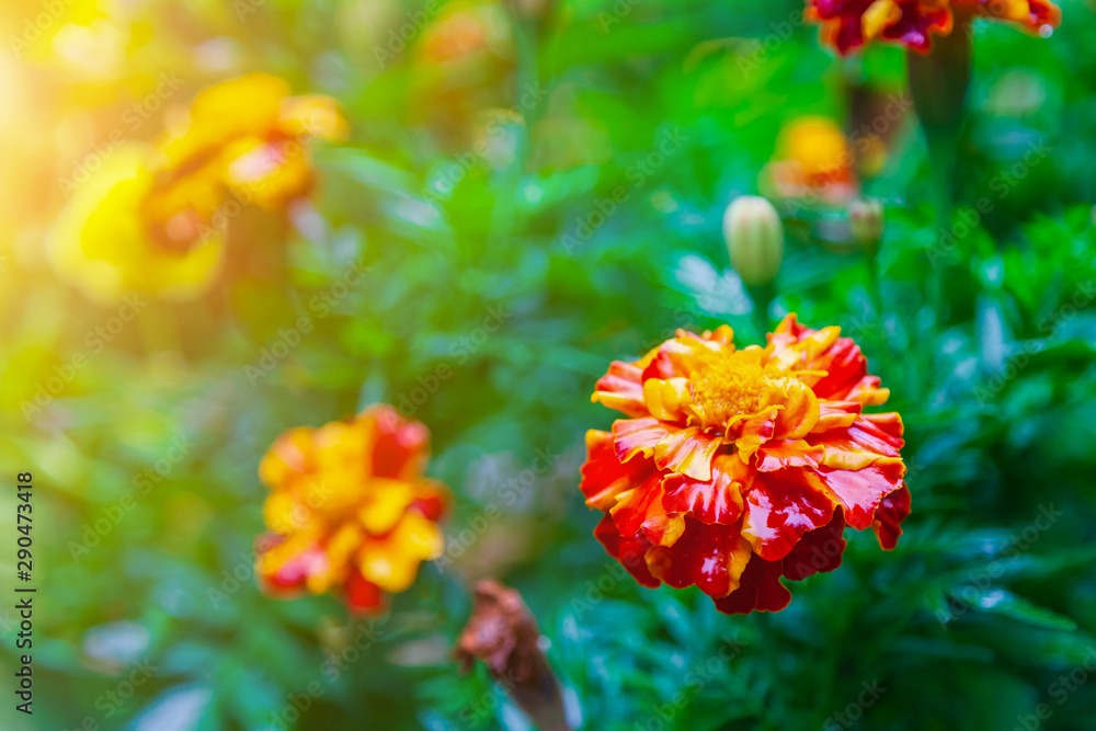 Close-up on orange and yellow carnations flowers on a flowerbed in a garden on a summer or fall day. The symbol of the funeral. Close-up on orange and yellow carnations flowers on a flowerbed in a garden on a summer or fall day. The symbol of the funeral.
