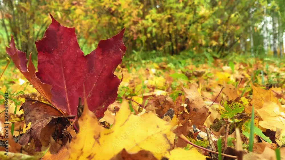 Autumn landscape. Fallen red yellow and brown leaves in all of its autumnal beauty. Beautiful landscape background. Live camera. Autumn Leaves swinging on a tree in autumnal Park. Autumn landscape. Fallen red yellow and brown leaves in all of its autumnal beauty. Beautiful landscape background. Live camera. Autumn Leaves swinging on a tree in autumnal Park.