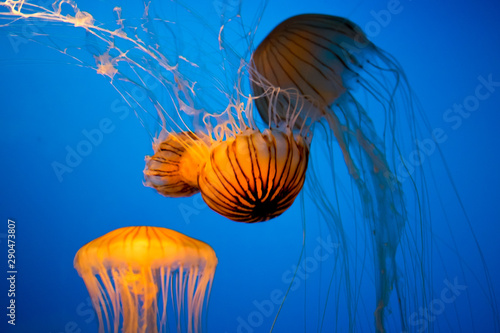 jellyfish in water © phatanin17