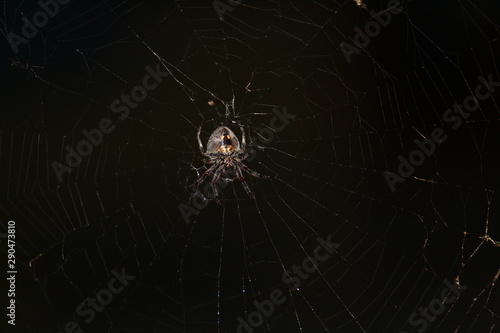 spider on web © Hemanth