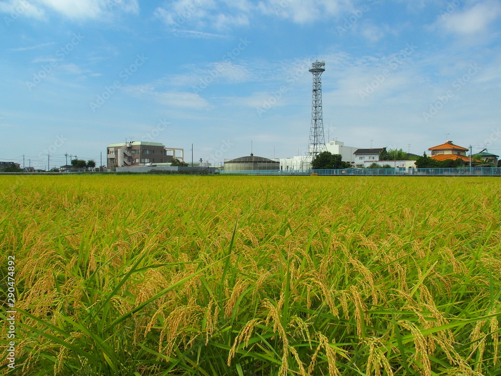 郊外の実りの田圃風景