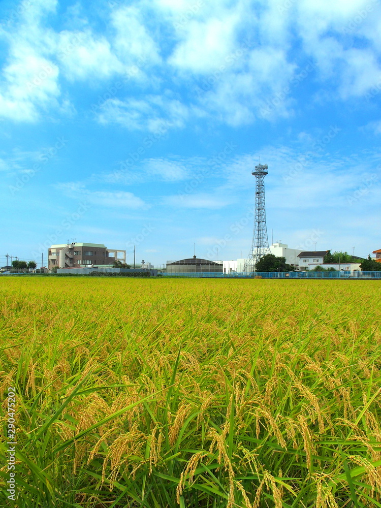 郊外の実りの田圃風景