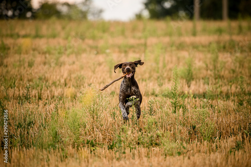 Happy dark brown dog running through the golden field with a stick in his teeth