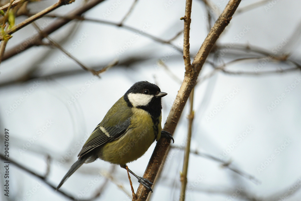 Kohlmeise im Winter auf einem Ast sitzend Nahaufnahme Parus major Kohlmeise im Winter auf einem Ast sitzend Nahaufnahme Parus major