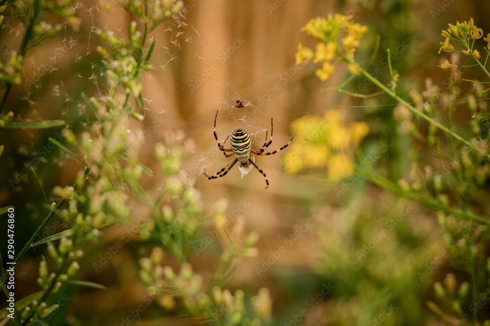 Black and yellow color spider on the spiderweb in the green forest Black and yellow color spider on the spiderweb in the green forest