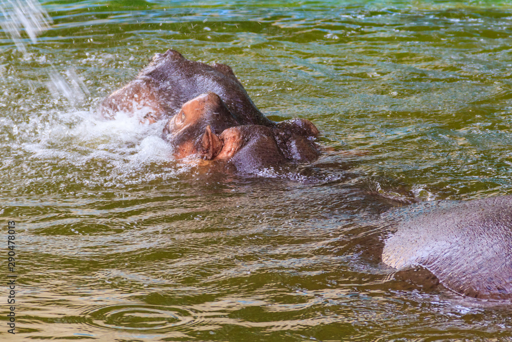 Fototapeta premium Common hippopotamus (Hippopotamus amphibius) or hippo in water