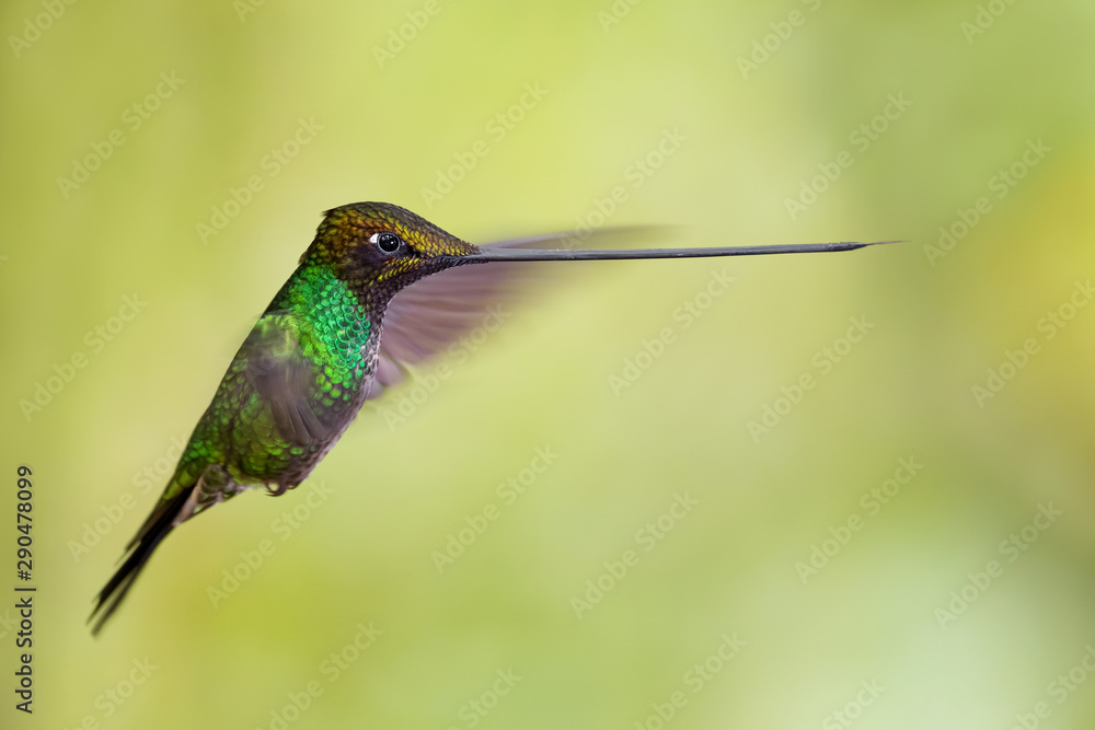 Fototapeta premium Sword-billed Hummingbird - Ensifera ensifera, popular long beak hummingbird from Andean slopes of South America, Guango Lodge, Ecuador.