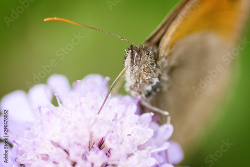 Papillon en fleur - 6