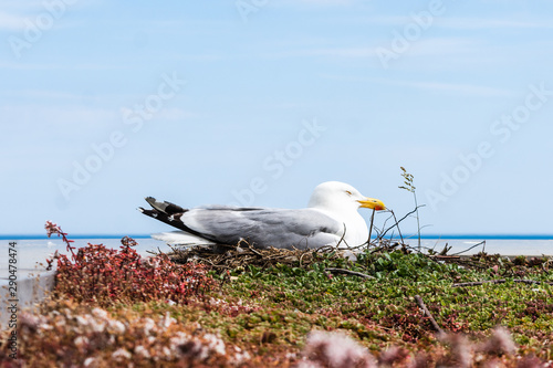 A herring gull Larus argentatus sat on a nest