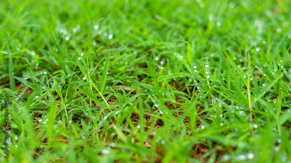 Rain drops of dew on green grass in nature spring background. Rain drops of dew on green grass in nature spring background.